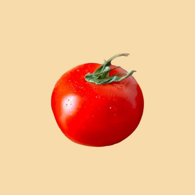 Tomate bio terrabio
